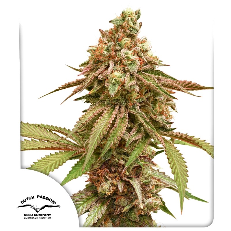 Hol dir feminisierte Tropical Tangie® Samen | Dutch Passion DE