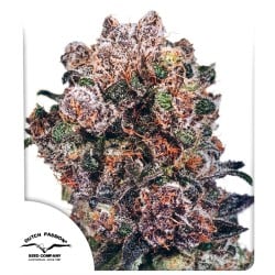 Buy Blueberry® Feminised Seeds | Dutch Passion UK