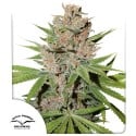 Passion Fruit® Feminisierte Samen Kaufen | Dutch Passion