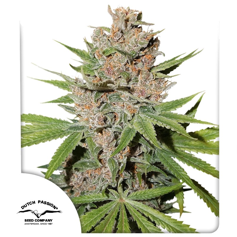 Passion Fruit® Feminisierte Samen Kaufen | Dutch Passion