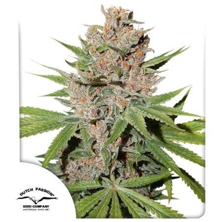 Passion Fruit® Feminisierte Samen Kaufen | Dutch Passion