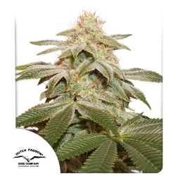 Buy Sugar Bomb Punch® Feminised Seeds | Dutch Passion