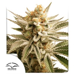 Buy Lemon Z® Feminised Seeds | Dutch Passion UK