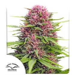 Buy Frisian Dew® Feminised Seeds | Dutch Passion UK
