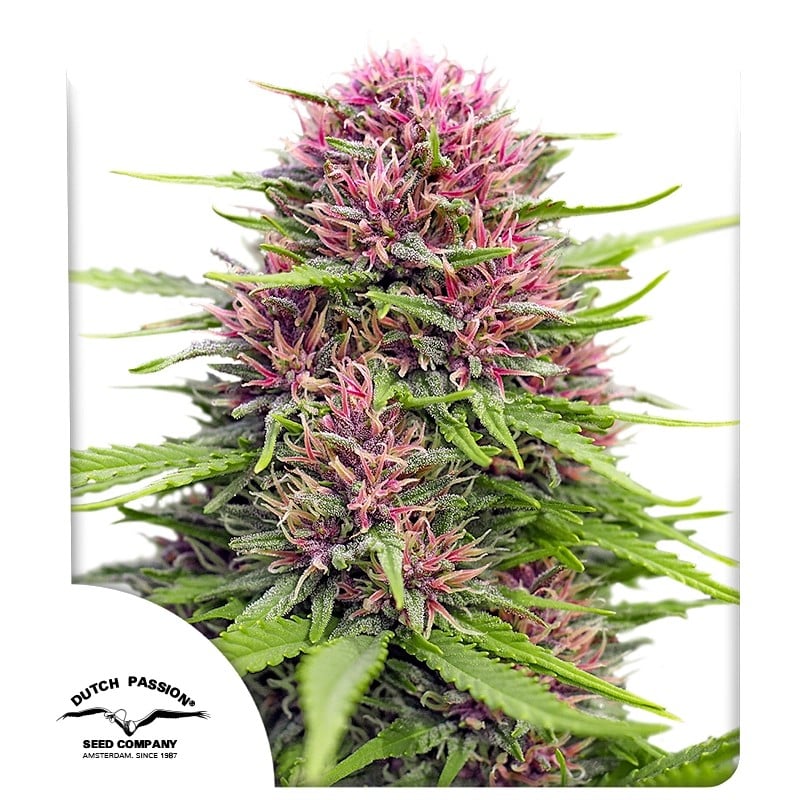 Frisian Dew® Feminisierte Samen Kaufen | Dutch Passion