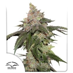 Comprar Kerosene Krash ® Semillas Feminizadas | Dutch Passion