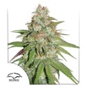 Glueberry OG ® - Graines de cannabis féminisées - Dutch Passion FR