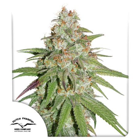 Glueberry OG ® - Graines de cannabis féminisées - Dutch Passion FR
