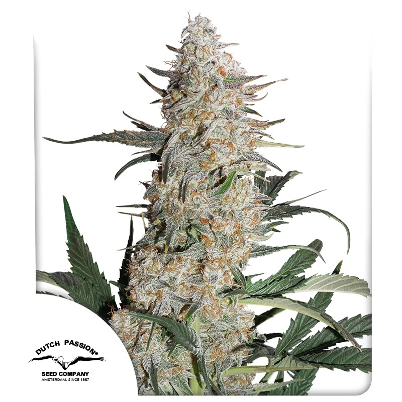 Koop Critical Orange Punch® Gefeminiseerde Zaden | Dutch Passion NL