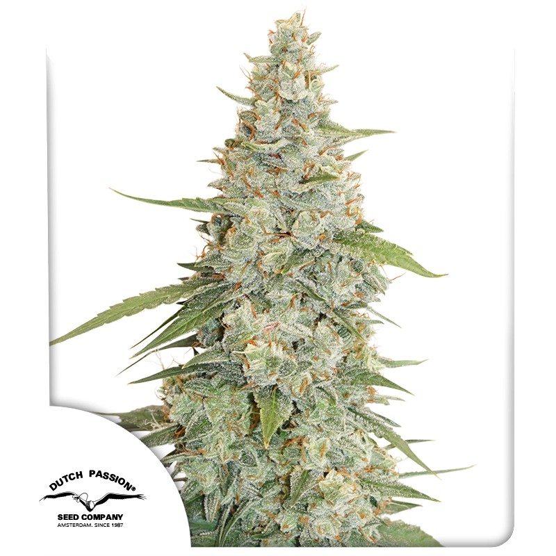 Buy Meringue® Feminised Seeds | Dutch Passion UK