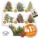 Outdoor Feminised Cannabis Seeds Package Deal | Dutch Passion