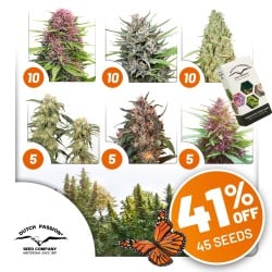 Outdoor Feminised Cannabis Seeds Package Deal | Dutch Passion Outdoor Feminised Cannabis Seeds Package Deal | Dutch Passion