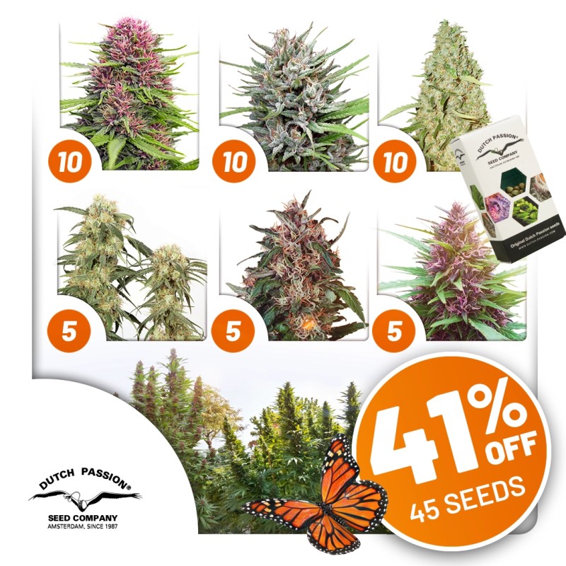 Outdoor Feminised Cannabis Seeds Package Deal | Dutch Passion