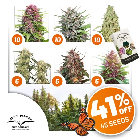 Outdoor Feminised Cannabis Seeds Package Deal | Dutch Passion Outdoor Feminised Cannabis Seeds Package Deal | Dutch Passion