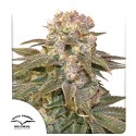 Kup nasiona feminizowane C-Vibez® | Dutch Passion PL