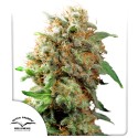 Buy Mazar® Feminised Cannabis Seeds | Dutch Passion UK