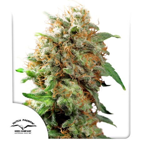Buy Mazar® Feminised Cannabis Seeds | Dutch Passion UK