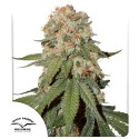 Kup Nasiona Feminizowana Orange Bud® | Dutch Passion