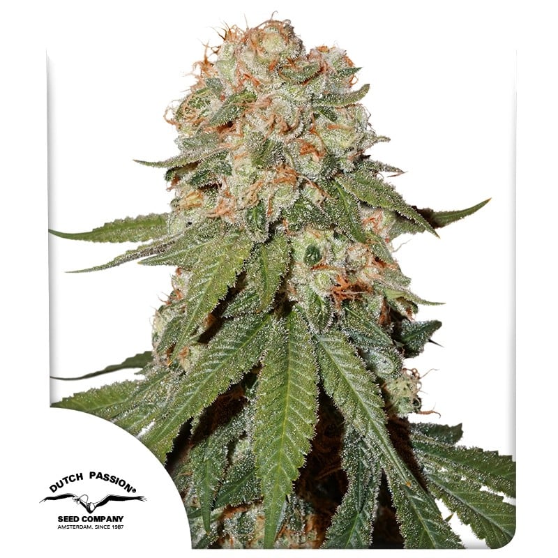 Kup Nasiona Feminizowana Orange Bud® | Dutch Passion