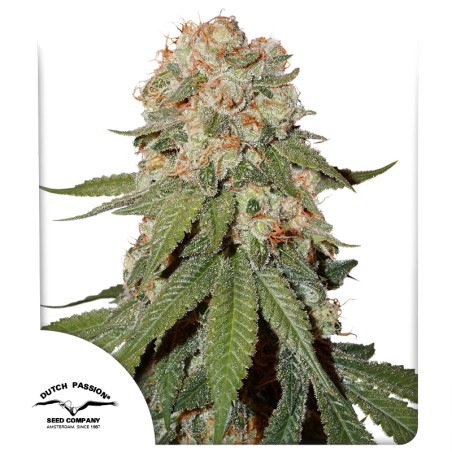 Kup Nasiona Feminizowana Orange Bud® | Dutch Passion