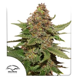 Compra Strawberry Cough® Semillas feminizadas | Dutch Passion