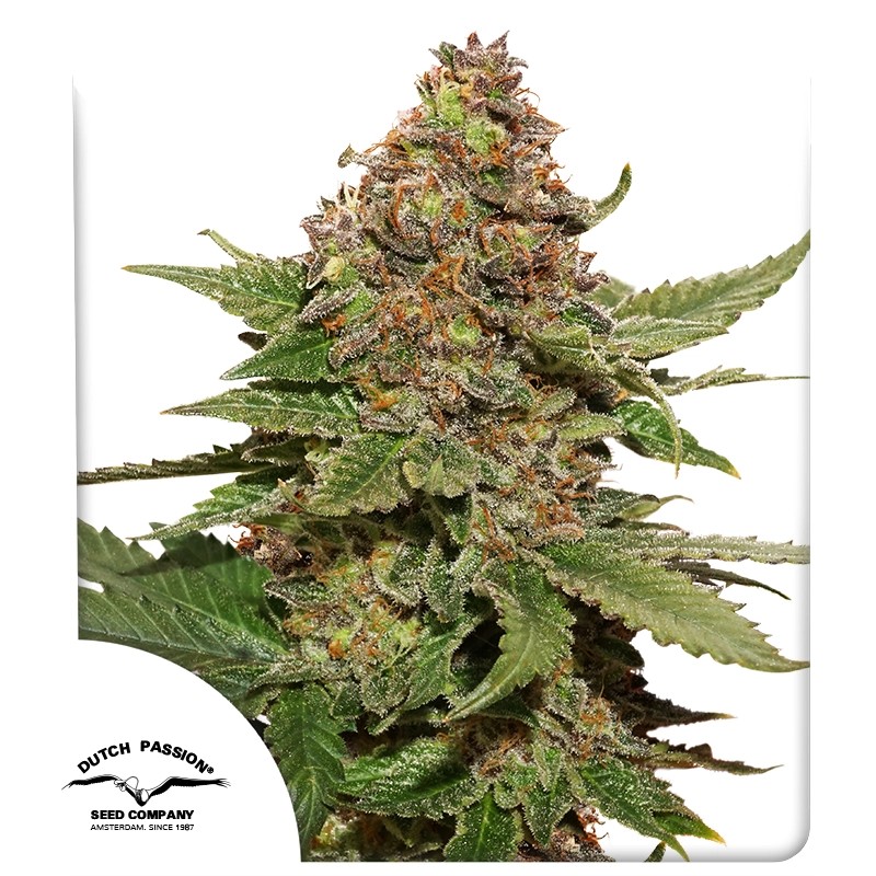 Buy Strawberry Cough® Feminised Seeds | Dutch Passion UK