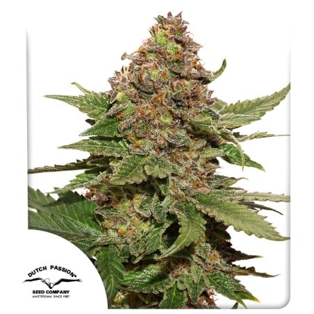 Buy Strawberry Cough® Feminised Seeds | Dutch Passion UK