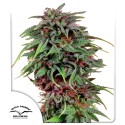 Durban Poison® Feminisierte Samen kaufen | Dutch Passion DE