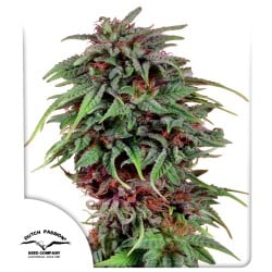 Durban Poison® Feminisierte Samen kaufen | Dutch Passion DE