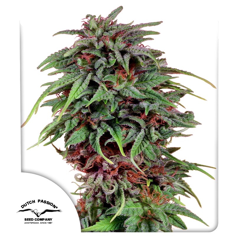 Durban Poison® Feminisierte Samen kaufen | Dutch Passion DE