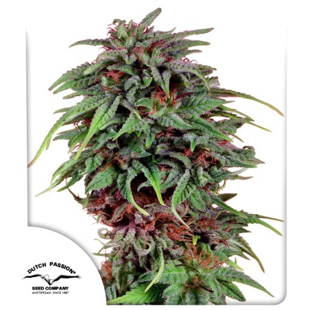 Durban Poison® Feminisierte Samen kaufen | Dutch Passion DE