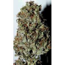 Outlaw Amnesia® | Semi di cannabis fuori produzione