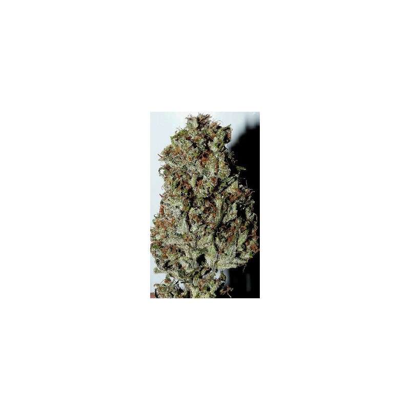 Outlaw Amnesia® | Semi di cannabis fuori produzione