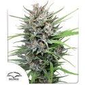 Buy Passion#1® Feminised Seeds | Dutch Passion UK