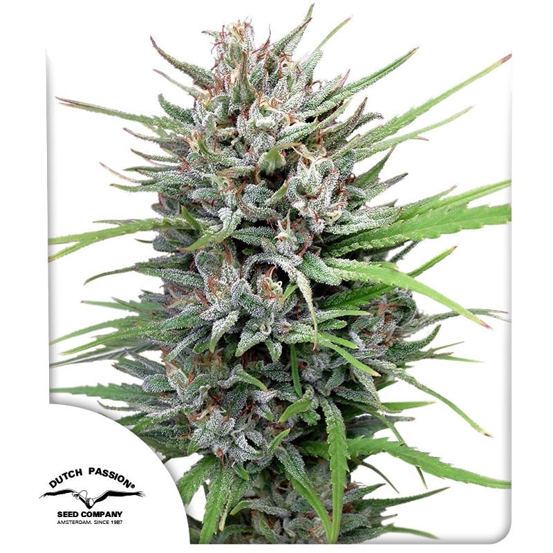 Buy Passion#1® Feminised Seeds | Dutch Passion UK