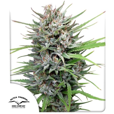 Buy Passion#1® Feminised Seeds | Dutch Passion UK