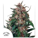 Buy Hollands Hope® Feminised Seeds | Dutch Passion UK