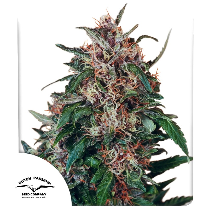 Buy Hollands Hope® Feminised Seeds | Dutch Passion UK