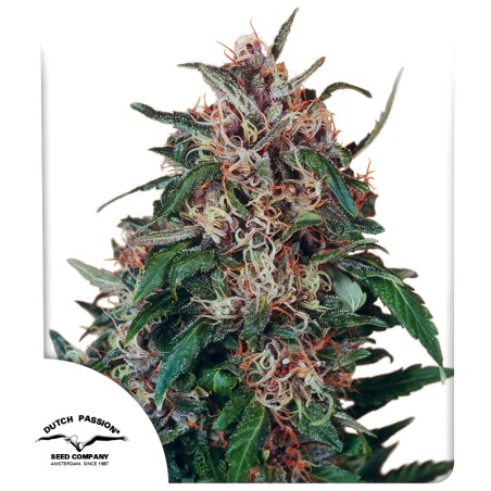 Buy Hollands Hope® Feminised Seeds | Dutch Passion UK