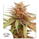 Durban Dew Wietzaden (Gefeminiseerde cannabiszaden) | Dutch Passion NL