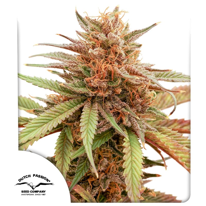 Durban Dew Wietzaden (Gefeminiseerde cannabiszaden) | Dutch Passion NL
