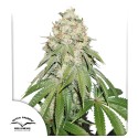 Kup Nasiona Fem Banana Blaze® | Dutch Passion PL