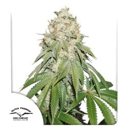 Buy Banana Blaze® Feminized Seeds | Dutch Passion UK