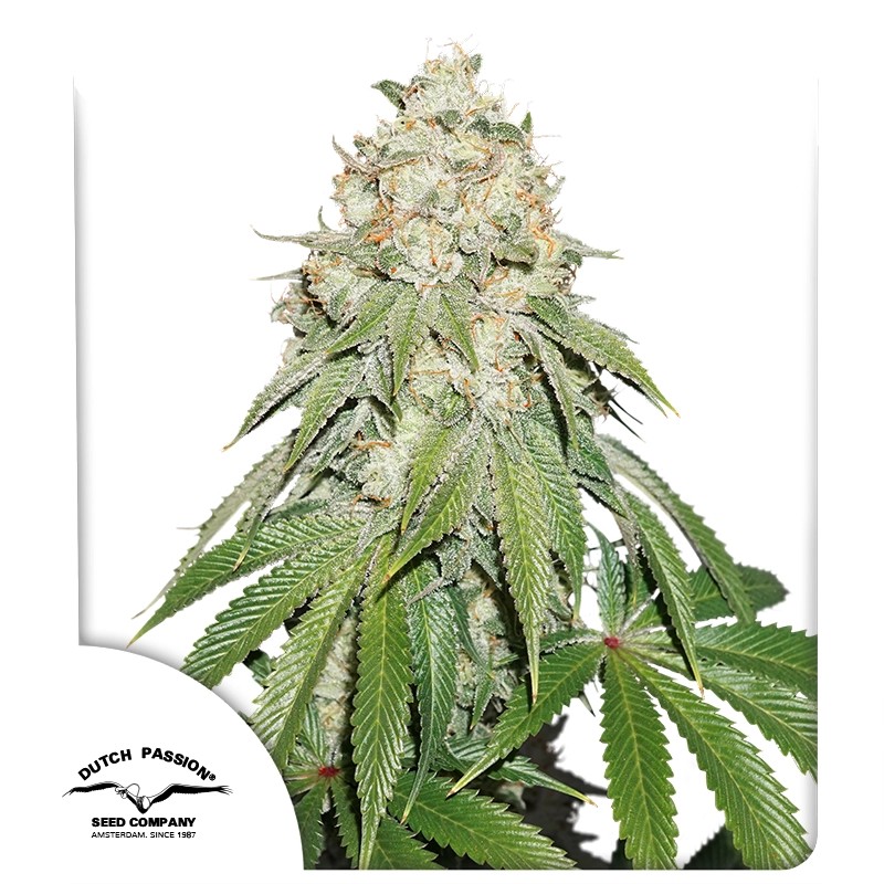 Kup Nasiona Fem Banana Blaze® | Dutch Passion PL