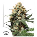 Orange Hill Special® Feminisierte Samen kaufen | Dutch Passion DE