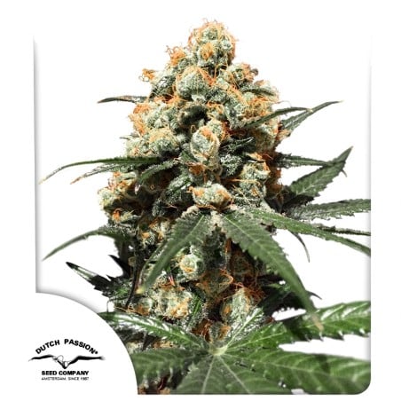 Orange Hill Special® Feminisierte Samen kaufen | Dutch Passion DE