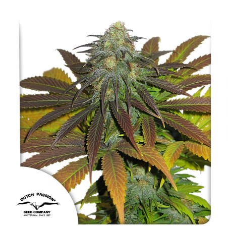Koupit Californian Orange® - Feminizovaná Semena | Dutch Passion Koupit Californian Orange® - Feminizovaná Semena | Dutch Passion