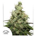CBD Kush® - Feminisierte Hanfsamen - Dutch Passion