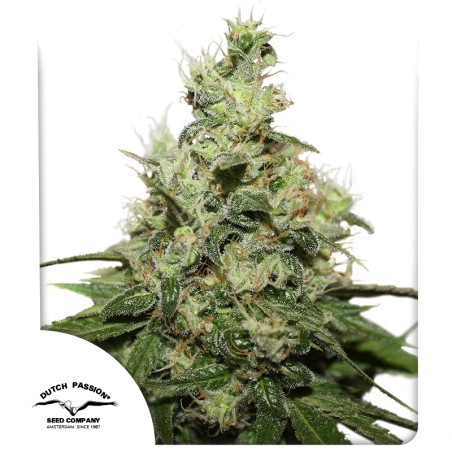 CBD Kush® - Feminisierte Hanfsamen - Dutch Passion