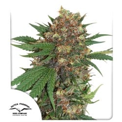 Compra semillas feminizadas Master Kush® | Dutch Passion ES